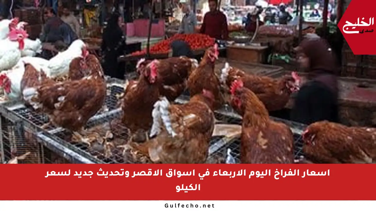 أسعار الفراخ اليوم الأربعاء في أسواق الأقصر وتحديث جديد لسعر الكيلو